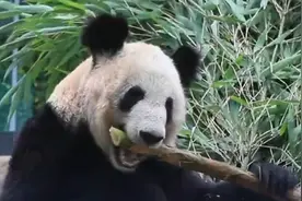 竹子、竹笋、窝头安排上！大熊猫丫丫开始贴秋膘了图片