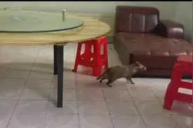 国家二级保护动物貉闯入居民楼，武汉消防员将其捉住后让公园领养图片