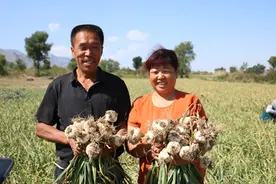 新疆吉木萨尔县新地乡新地村村民“蒜”出好生活图片