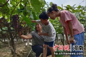 河南尉氏：合作社里葡萄熟 游客休闲采摘乐图片