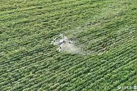 植保无人机飞手：每小时喷洒上百亩农田，成为合格飞手需经验积累图片