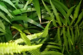 夜游植物园开启神秘之旅，孩子们在这里初识夜精灵图片