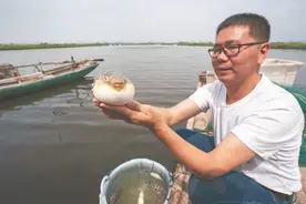 虾池里长出美味河豚图片