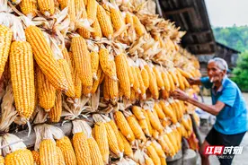 组图丨永州东安：房梁底下金灿灿 玉米地里晒丰忙图片