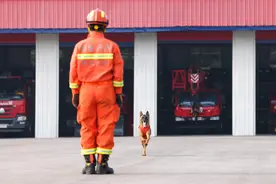 搜救犬，显神威 2分钟，从20个封闭铁箱中找到目标图片