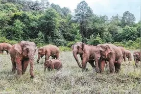 在云南，野象过得很安逸图片