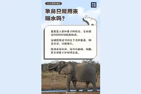 大胃王 爱洗澡 万能鼻……这些关于大象的冷知识 你了解吗？图片