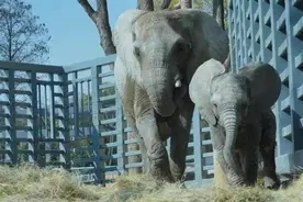 25岁非洲象高龄产子，武汉动物园邀您为小家伙取名图片