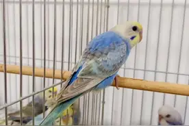 一年卖鸟5千万，云梦95后小伙“玩”出大事业图片