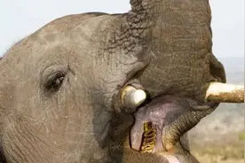 大象最后一次换牙后，就将走向生命的终点图片