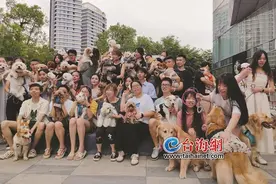 现场领养犬只 人宠时尚走秀 厦门举办首届萌犬线下交友会图片