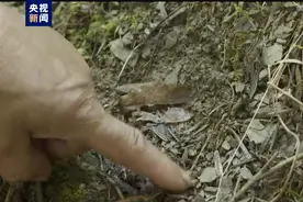熊出没！黑熊最爱吃的竟然是……图片