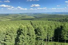 擅自砍伐被风吹倒的树木是否构成犯罪？最高法明确→图片