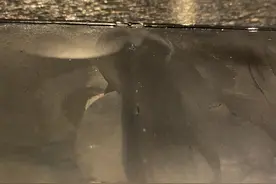 三星折叠屏手机保内出现闪屏黑屏却被拒保，客服：需返厂鉴定图片