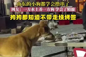 山东的小狗都学会撸串了，网友：一方水土养一方狗，学会了精髓。图片