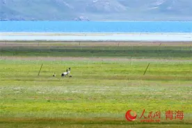 行走国家公园｜青海玛多：“千湖之县”灵动黄河源图片