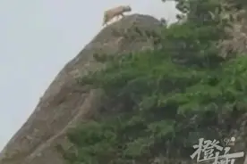 游客在黄山拍到神秘动物？专家初判为大橘？景区回应图片