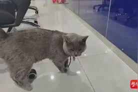 蓝猫走失后被送到派出所，民警凭一串编码找到主人图片