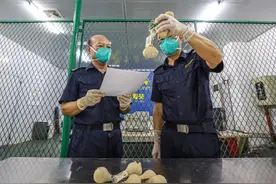 海关查获10个袋鼠睾丸钥匙扣图片