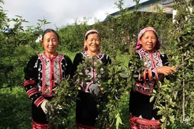 椒香四溢满山坡！澜沧1200亩花椒进入采摘期图片