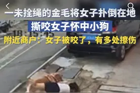​深圳一未拴绳金毛犬扑倒女子，撕咬其怀中小狗，警方：已介入，市民遛狗要牵好绳子图片