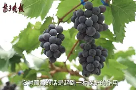 葡萄皮上的“白霜”是脏东西吗？图片