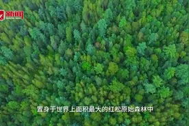 夏日有清凉｜负氧离子爆表的深林世界图片