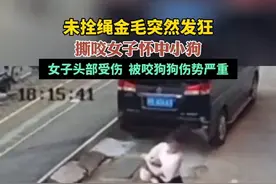未拴绳金毛突然发狂撕咬女子怀中小狗，女子头部受伤，被咬狗狗伤势严重。图片