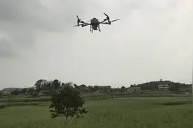 富顺县板桥镇：科技助农“油”保障！无人机飞防护航3000亩油菜稳产增收图片