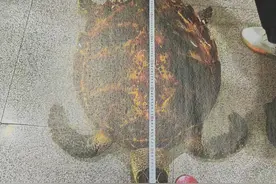 成都男子为“镇宅辟邪”买玳瑁标本挂墙上获刑图片