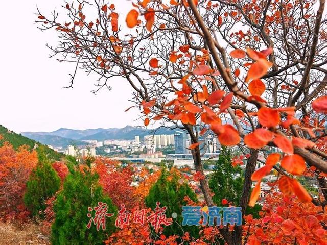 红绿交错平分秋色 济南蝎子山“鸳鸯火锅”景如画