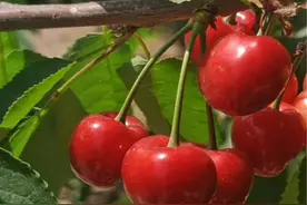 彬州润杨农业开发有限责任公司樱桃开园采摘，开启甜蜜之旅图片