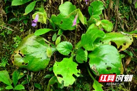 生长在峭壁的罕见花朵！双牌阳明山发现珍稀植物新种图片