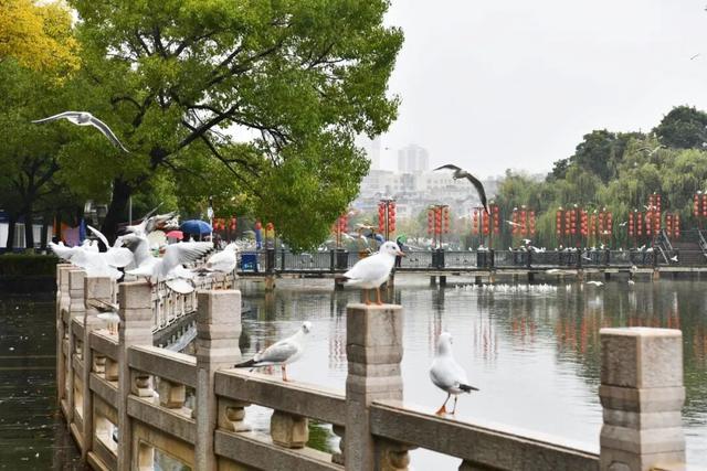 首批红嘴鸥抵达翠湖公园，游客雨中观鸥兴致不减