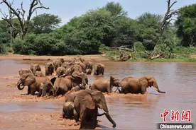 国际最新研究：非洲象或会用类似名字的叫声打招呼图片
