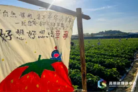 “莓”好新年，高明「草莓采摘」攻略请收好图片
