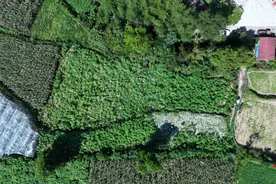 这种“中国草”，为农户“苎”入新希望图片