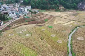 30万斤！水硐坪千亩油菜获得丰收图片