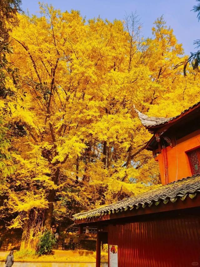 全川“秋假”看名山！这份“亲子游”全攻略，承包你的诗与远方！