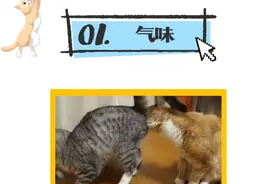 为什么猫咪之间并不怎么喵喵喵？图片