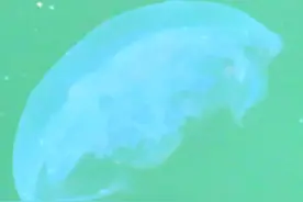 梦幻！海边出现一群“透明精灵”！图片