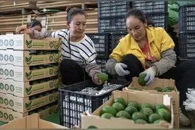 云南孟连：“国牛”迎来丰收季图片