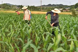 科普动起来｜防涝抗灾！请查收湖南大豆玉米复合种植技术措施图片