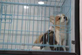 春节逛花市指南｜花和宠物感受新春美好和乐趣图片