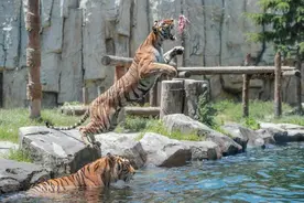 看动物戏水，夜探猛兽！上海野生动物园夏日限定体验来了，园区延长开放至21:30图片