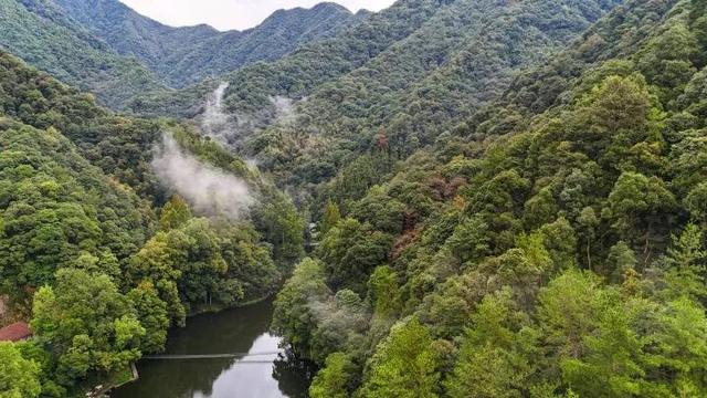 世界最大、亚洲唯一！今晨，他们在30000多棵楠木、8600亩森林，1500年的时光里奔跑......