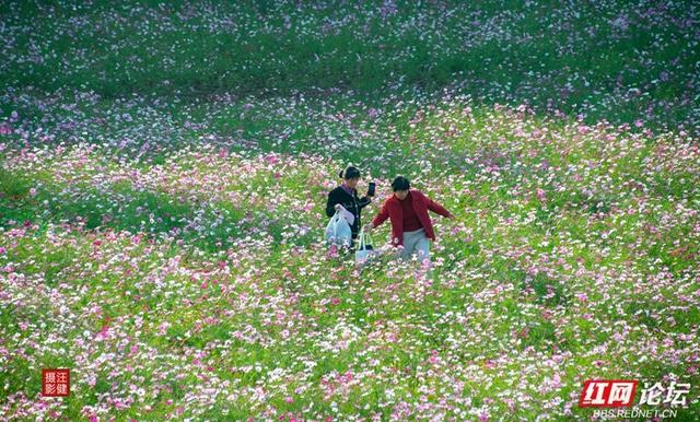 秋游时刻丨在安乡书院洲，被格桑花海和柳林清风彻底治愈了