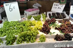 济南夏季葡萄陆续上市，价格较去年同期有所下降图片