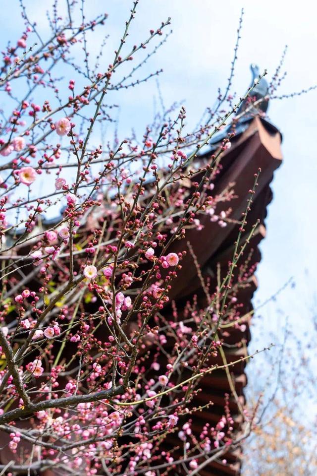 盛花期预报！武汉梅花迎来颜值巅峰，官方赏梅地图新鲜出炉