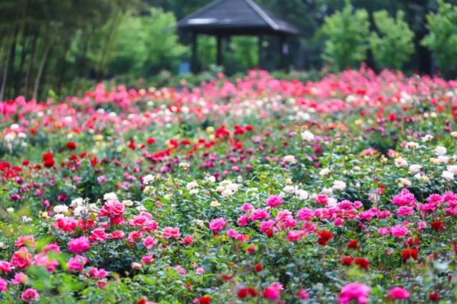 来溧水看“花花世界”